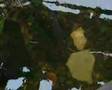 Tarło troci 2007- Łeba i dopływy (cz.I)