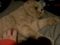 猫は撫ですぎるとウザがる