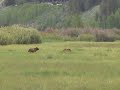 Grizzlies of Grand Teton National Park