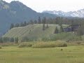 Grizzlies of Grand Teton National Park