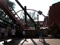 Shikra in busch gardens