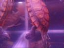 Olympus 1030SW Camera in action under water - Part 3