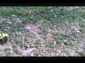 TRAXXAS MINI SUMMIT FUN VIDEO 1.wmv