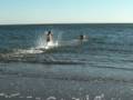 videos de Swimming after New Years (1/1/09)