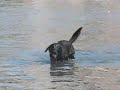 AmsterDog