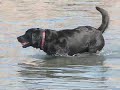 AmsterDog