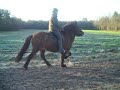 Maria op haar ijslands paard Visir in tolt door het bos
