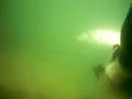 PESCA SUB CARDUME CACHORRA