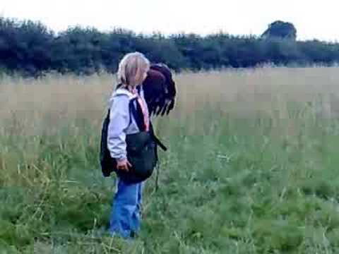 Harris Hawk on a creance