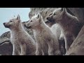 wolves-are-awsome-friends.html