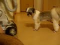 ?????shih-tzu
