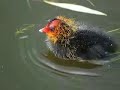 The University of Hull: Thwaite Hall: The Ducks of Thwaite