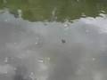 The University of Hull: Thwaite Hall: The Ducks of Thwaite