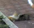 Two-Cats-Fighting