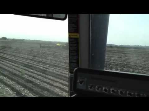 how to transplant corn