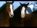 Commercials - Superbowl Budweiser 2003 - Thumb #2