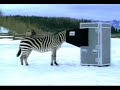 Commercials - Superbowl Budweiser 2003 - Thumb #3