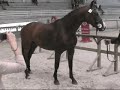 Radjah du Richemont etalons 2008-2