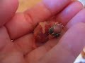 Rescued House Finch Just Hatched Rescued House Finch Just Hatched