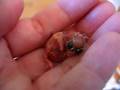 Rescued House Finch Just Hatched
