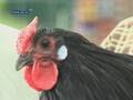 3 Agriculteurs Sauvent La Poule D alsace !