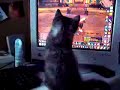 Tigrou playing WoW