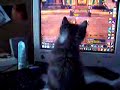 Tigrou playing WoW