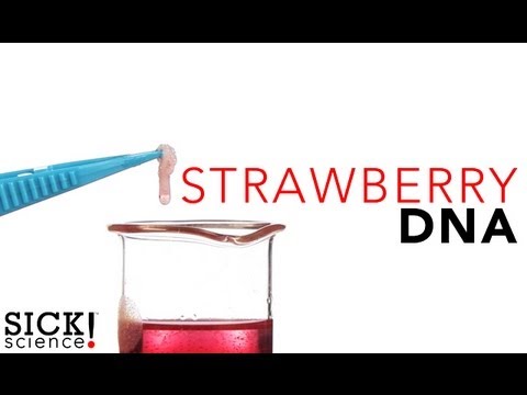 how to isolate dna from a strawberry