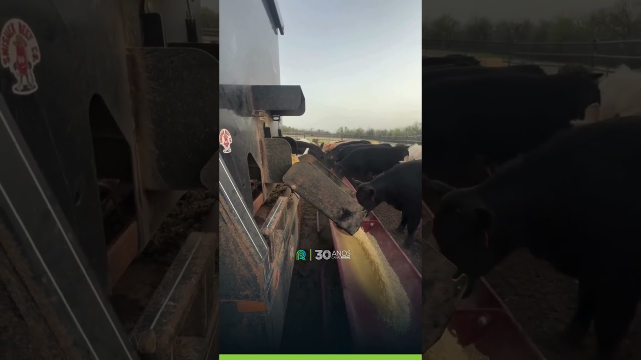 Ração direto no cocho, com praticidade e rapidez