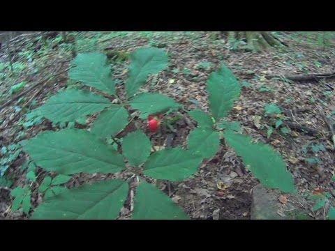 how to grow ginseng in wv