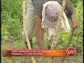 colombia:paramilitares también roban