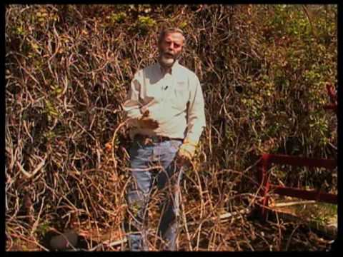 how to transplant blackberries