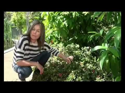 how to treat azaleas