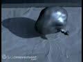 Slow-Mo of a Water Balloon falling flat Slow-Mo of a Water Balloon falling flat