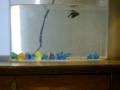 videos de Shrek, The Betta Fish!