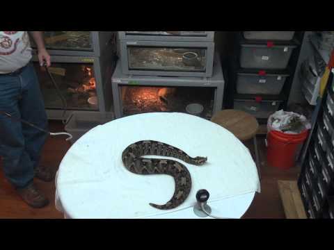 YouTube reptile video