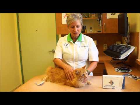 how to apply advantage to cats