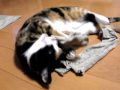 三毛猫みーちゃん靴下大好き!