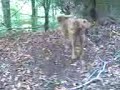hascooo im wald xD