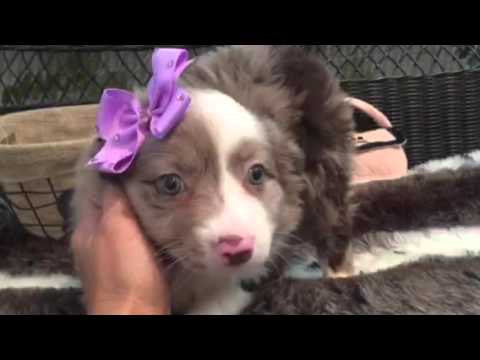 Beautiful, red merle Mini Aussie puppy