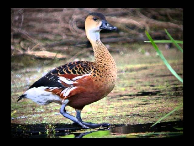 26 Images O Burung Nyanyikanlah Mp3 Burung
