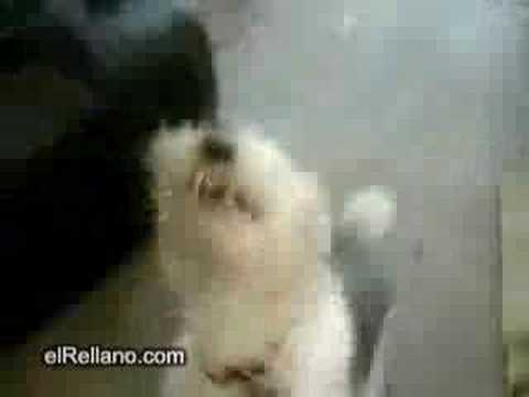 Video Video