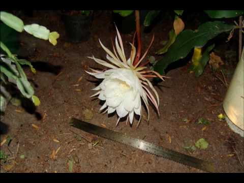 how to transplant epiphyllum