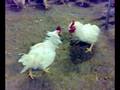 roosters fighting
