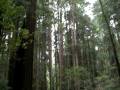 videos de The RedWoods!