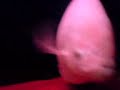 the biggest  fish