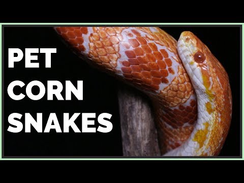 YouTube reptile video