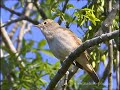 rossignol philomèle (Luscinia megarhynchos) rossignol philomèle (Luscinia megarhynchos)