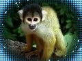 MOnkeys rock! MOnkeys rock!