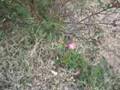 Maybe the Last Rose of Summer